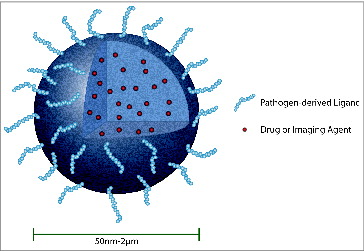 Figure 2. Bio-inspired nanocarriers can be engineered to improve drug delivery to the CNS. In this example, a solid polymer nanoparticle encapsulates a therapeutic (small molecule, nucleic acid, or protein) or imaging agent. The surface of the viral-sized nanoparticle is modified to display a pathogen-derived peptide (e.g., rabies virus glycoprotein) that will facilitate passage of nanoparticle with cargo across the BBB. Therapeutic compounds that have been encapsulated in biodegradable nanoparticles will be released slowly over time for targeted treatment. A solid polymer nanoparticle is shown as one example of a targeted drug carrier; many other types of carriers or conjugates can be similarly modified to improve CNS delivery (for example, liposomes, micelles, drug-antibody conjugates, and othersCitation115).