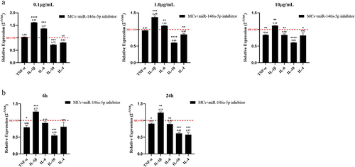 Figure 9 Relative expression of inflammatory factors after transfection experiment. (a) For 24 h, the relative expression of each inflammatory factor between the inhibitor and the negative control groups at different exposure doses. (b) At 10 µg/mL, the relative expression of each inflammatory factor between the inhibitor and the negative control group at different exposure times. *p < 0.05, **p < 0.01, ***p < 0.001 and ****p < 0.0001 vs MCs+miR-146a inhibitor negative control.