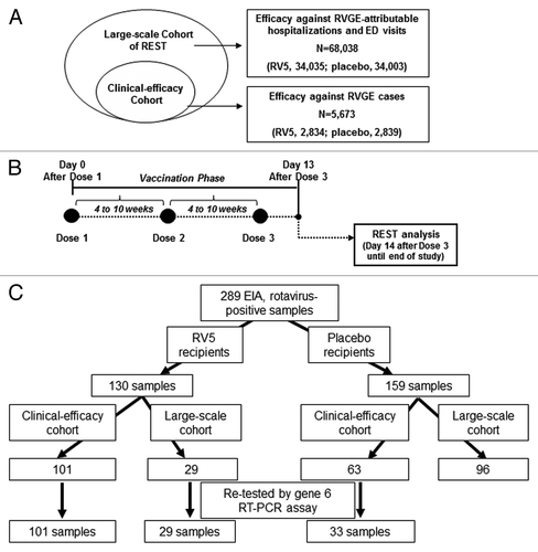 Figure 3. Overview of REST and EIA rotavirus-positive stool samples collected during the vaccination phase of the trial. (A) In REST, the clinical-efficacy cohort was nested within the large-scale cohort. (B) The vaccination phase began the day of administration of dose 1 through 13 d after the administration of dose 3. Dose 1 was administered at 6 to 12 wk of age, dose 3 was administered no later than 32 wk of age, and the interval between doses was 4 to 10 wk. The per-protocol primary monitoring period for vaccine efficacy began 14 d after dose 3, i.e., once the vaccination phase was completed. (C) Flowchart indicating the number of EIA rotavirus-positive stool samples collected from RV5 and placebo recipients during the vaccination phase of REST. The number of samples re-tested by the gene 6 RT-PCR assay is indicated at the bottom. REST, Rotavirus Efficacy and Safety Trial; EIA, enzyme immunoassay.