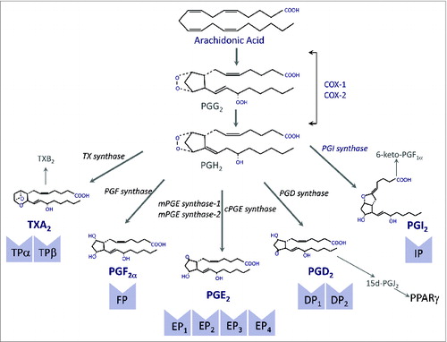 Figure 1. The cyclooxygenase (COX) pathway. COX exists in two different isoforms (COX-1 and COX-2) and oxygenates arachidonic acid to form prostaglandin (PG) G2 that is further reduced to PGH2. PGH2 is a highly unstable endoperoxide that is rapidly converted by specific synthases to PGs of the E, F and D series and also to PGI2 (prostacyclin) and thromboxane (TX) A2. Both PGI2 and TXA2 have very short half-lifes and are rapidly hydrolyzed to the inactive compounds 6-keto-PGF1α and TXB2, respectively. PGD2 undergoes nonenzymatic dehydration, losing water to form the cyclopentenone 15-deoxy-Δ12-14-PGJ2 (15d-PGJ2). The biological effects of PGs are mediated by ten different types and subtypes of receptors, which belong to the G protein-coupled rhodopsin-type receptor superfamily of seven transmembrane domains. Four of the receptor subtypes bind PGE2 (EP1, EP2, EP3 and EP4), two bind PGD2 (DP1 and DP2), two bind TXA2 (TPα and TPβ) and the rest are single receptors for PGF2α and PGI2 (FP and IP, respectively). 15d-PGJ2 is a natural ligand of PPARγ.