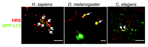 Figure 2. Visualization of amphisomes in D. melanogaster, H. sapiens and C. elegans by colocalization between the autophagic protein Atg8p/LC3 and the endosomal protein Vps27p/HRS. Left: Vps27p/HRS localizes to Atg8p/LC3-positive autophagosomes. Confocal microscopic images of native Vps27p/HRS (red) and Atg8/pLC3-positive vesicles (green) in HeLa cells that stably expressed GFP-Atg8p/LC3, grown under nutrient-starvation conditions. Arrows indicate co-localization of both stainings. Scale bar is 10 µm. (From ref-29, with permission). Middle: Colocalization in wild-type cells was investigated in the fat body of D. melanogaster (L3 larval stage). A subset of GFP-Atg8a (green) structures in mid L3 fat body colocalizes with Vps27p/HRS (red, arrows). Scale bar is 5µm. (From ref-33, with permission). Right: Confocal images of VPS-27 (red) and GFP-Atg8p/LGG-1 (green) in C. elegans embryo. Because amphisomes are very rare in wild-type animals, a rab-7(RNAi) animal is shown, where amphisomes are easier to visualize. Scale bar is 10 µm. (From ref-25, with permission.)