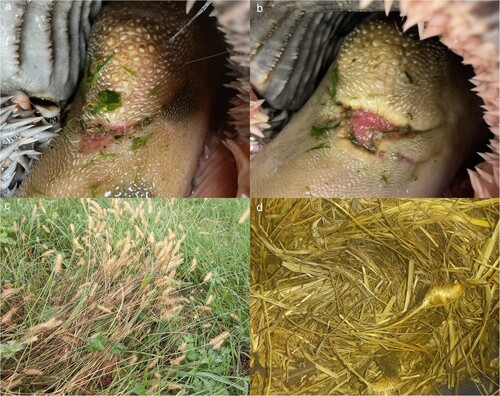 Figure 2. Images of tongue lesions observed in live animals (a, b), and images of yellow bristle grass (Setaria pumila) in the pasture (c) and in the baleage (d) on the farm from which the affected cows originated (photo credits: a and b, Harry Taylor, c and d, Dan Schluter).