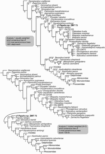 Figure 12. Phylogenetic analysis of ZMT 73 and Papahu taitapu. The clades Inioidea, Phocoenidae and Delphinidae are collapsed. (Cladograms with all clades shown are in Figures S1 and S2.) Top, Strict consensus tree of equally weighted Analysis 1 with branch length labelled. Bottom, Strict consensus tree of implied weighting Analysis 2 with branch length labelled.