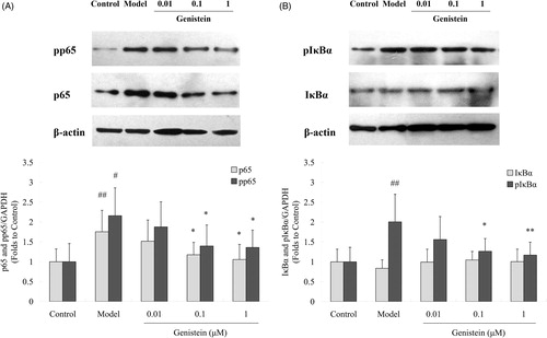 Figure 5. Effects of genistein on NF-κB signal pathway after H2O2 insult in neuronal cultures. (A) Genistein down-regulated the expression and phosphorylation of NF-κB/p65 subunit and (B) prevented the phosphorylation of IκBα. Semi-quantitative analyses of protein levels were normalized to β-actin expression and compared with control. #p < 0.05, ##p < 0.01 compared with control; *p < 0.05, ** p < 0.01 compared with the model.
