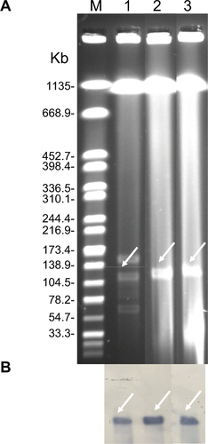 Figure S1 Identification of NDM-5-carrying plasmids.Notes: (A) Plasmid profiles revealed by S1 nuclease pulsed-field gel electrophoresis. (B) Southern blotting with blaNDM-5-specific probe. Lane M, reference standard strain H9812 restricted with XbaI; Lane 1, 2, and 3 were E. coli EC16-50, its transformant T-NDM, and its conjugant J53-NDM, respectively.