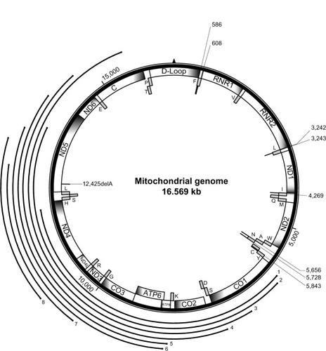 Figure 1 Mitochondrial genome with the positions of mutations associated with a kidney phenotype. A schematic of the circular 16,569 base pair human mitochondrial genome is shown with the position of 13 protein-coding mitochondrial genes (ND1, ND2, CO1, CO2, ATP8, ATP6, CO3, ND3, ND4L, ND4, ND5, ND6, CYTB), two ribosomal ribonucleic acid (RNA) molecules (RNR1, RNR2) and the noncoding D-loop, depicted as labeled boxes on the interior of the circle. The position of the 22 mitochondrial transfer RNAs (tRNAs) is shown with the solid-gray boxes with the single-letter amino acid designation shown for the respective tRNA. The position of the mitochondrial transfer deoxyribonucleic acid (mtDNA) single-base mutations are shown with a solid-bold line on the interior of the circle connected to a light line indicating the base position of the mutation. Large mitochondrial DNA deletions are represented by bold lines labeled 1–8 on the exterior of the circle phenotype.
