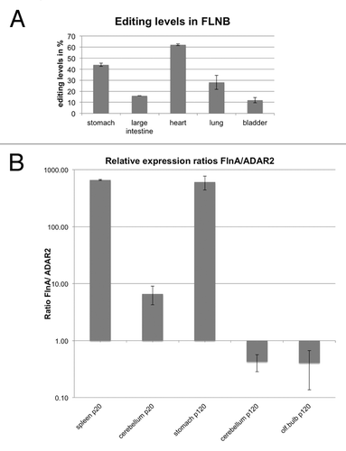 Figure 3. Different levels of filamin A and filamin B editing. (A) Filamin B cDNAs from selected tissues used in the analysis shown in Figure 2 were amplified, subjected to Sanger sequencing, and editing levels were determined by calculating A to G peak ratios. Filamin B editing was highest in heart, followed (in decreasing order) by stomach, lung, large intestine, and bladder. Therefore, the extent of filamin A and filamin B editing does not correlate in these tissues. (B) Expression ratios of filamin A and ADAR2 do not correlate with editing levels. To determine whether the ratios of substrate to enzyme might govern editing levels, expression levels of filamin A and ADAR2 were determined relative to actin mRNA using qPCR. Highest substrate (FLNA) to ADAR2 ratio was observed in spleen of P20 animals and in stomach of P120 animals. These two tissues show 10 and 90% editing levels, respectively. Adult neuronal tissues, in contrast, showed a rather low substrate to enzyme ratio but only exhibited moderate editing levels of 30–40%. Hence, differences in editing levels cannot be explained by different ratios of substrate RNA to editing enzyme.
