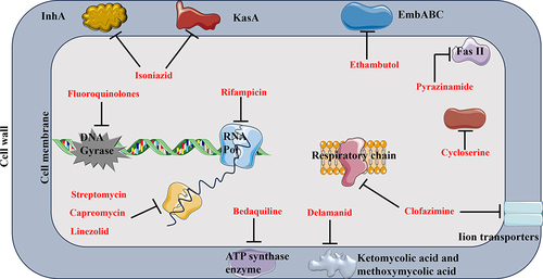 Figure 2 Schematic diagram of MTB drug resistance mechanism. Four major modes of anti-MTB drug mechanism, as follows: work on cell wall proteins (isoniazid, ethambutol, bedaquiline, delamanid, and clofazimine); work on DNA replication machinery (fluoroquinolones); work on translational machinery (streptomycin, capreomycin, linezolid) and work on metabolic pathways (pyrazinamide and cycloserine). InhA, KasA, EmbABC: the target protein on the cell wall to corresponding antibiotics.