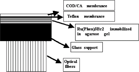 Figure 1. Schematic diagram of the fiber-optic fluorescent biosensor.