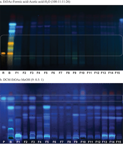 Figure 5. Chromatographic profiles of the EtOAc extracts from the endophytic fungi cultured on the 7.5% Ficus carica medium by 21 days, obtained at 366 nm. P: 8-methoxy-psoralen (0.4 µg/4 mm band), B: control of 7.5% F. carica culture medium, F1- F15: endophytic fungi: 50 µg/4 mm band, R: rutin (0.5 µg/4 mm band). The boxes indicate the Rf of rutin (a) or 8-methoxy-psoralen (b). a. Mobile phase: EtOAc–formic acid–acetic acid–H2O (100:11:11:26). Spray reagent: natural product – PEG. b. Mobile phase: DCM–EtOAc–MeOH (9:0.5:1). Spray reagent: H2SO4 10%.