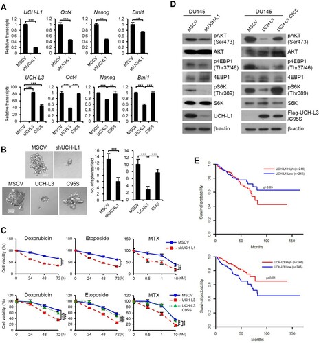 Figure 6. UCH-L1 and UCH-L3 regulate the CSC-like properties through the PI3K/Akt signaling pathway in DU145 cells. (A) Real-time quantitative RT-PCR analysis of Oct4, Nanog, and Bmi1 in each DU145 stable cell. (B) Each DU145 stable cell was cultured in 96-well ultra-low attachment dishes, and the spheres formed after seven days were observed. The figure shows a representative image from each cell, and the scale bar corresponding to 200 μm was adjusted to all images. The number of spheres larger than 100 μm in diameter per field was counted. (C) The cell viability of each DU145 stable cell was monitored in a time-dependent manner after treating the cells with 0.5 μg/mL doxorubicin or 50 μM etoposide and in a dose-dependent manner after treating the cells with MTX for 48 h. (D) Western blotting analysis of several PI3 K/Akt signaling molecules, as indicated in each DU145 stable cell. (E) Kaplan-Meier disease-free survival curves for the high (n = 246) and low (n = 245) UCH-L1 or UCH-L3 expression groups. Each group was stratified by the median expression of UCH-L1 and UCH-L3. The values shown are the mean ± SD of three independent experiments, and the p-value was obtained from a Student’s t-test. *p < 0.05, **p < 0.01, ***p < 0.001.