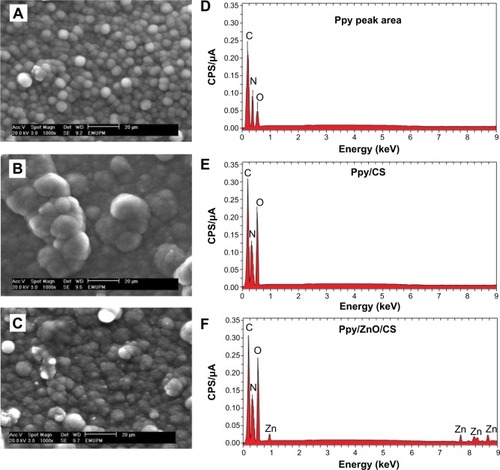 Figure 6 Scanning electron microscopy images and energy-dispersive X-ray fluorescence spectra of (A, D) Ppy, (B, E) Ppy/CS, and (C, F) Ppy/ZnO/CS (20 wt%).Abbreviations: Ppy, polypyrrole; CPS, counts per second; CS, chitosan; wt, weight; ZnO, zinc oxide.