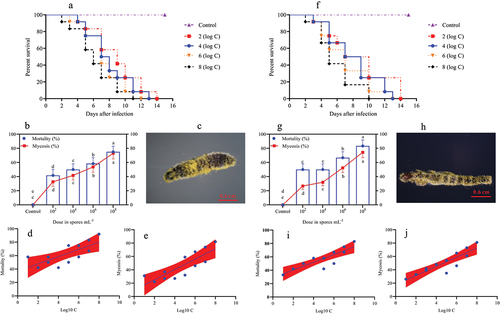 Figure 2. Survival, mortality, and mycosis of the 2nd and 3rd instar larvae of O. furnacalis (n = 90) following spray infection with different concentrations of A. nomius. (a and e) survival probability of the (a) 2nd and (e) 3rd instar larvae of O. furnacalis; (b and g) mortality and mycosis of the (b) 2nd and (g) 3rd instar larvae of O. furnacalis infected with A. nomius; (c and h) A. nomius mycosis on the (c) 2nd and (h) 3rd instar larvae of O. furnacalis; (d, e, i, and j) log-probit regression line of (d and i) concentration-mortality and (e and j) mycosis response of the 2nd and 3rd instar larvae of O. furnacalis to A. nomius.