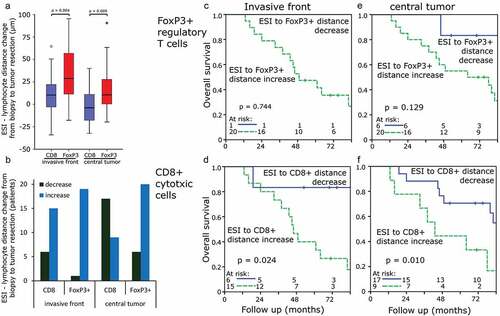 Figure 3. Distances of ESI to TIL depending on their density in different tumor compartments: (a) Density of FoxP3+ TIL in the stroma and ESI to FoxP3+ TIL distance. (b) Density of intraepithelial FoxP3+ TIL and ESI to FoxP3+ TIL distance. (c) Density of CD8+ TIL in the stroma and ES to CD8+ TIL distance. (d) Density of intraepithelial CD8+ TIL and ESI to CD8+ TIL distance. (e) Intraepithelial vs stromal FoxP3+ density. (f) Intraepithelial vs stromal CD8+ density