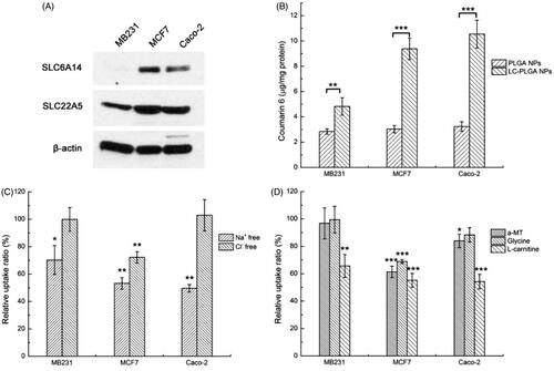 Figure 2. (A) Expression of OCTN2 (SLC22A5) and ATB0,+ (SLC6A14) proteins in MB231, MCF7 and Caco-2 cells, with β-actin as an internal control; (B) Uptake of coumarin 6 from bare nanoparticles (PLGA NPs) and L-carnitine conjugated nanoparticles (LC-PLGA NPs) in these three cell lines; (C) Effect of Na+ and Cl– on the uptake of coumarin 6 from LC-PLGA NPs; (D) Effect of specific inhibitors (α-MT and glycine for ATB0,+, L-carnitine for OCTN2) on the uptake of coumarin 6 from LC-PLGA NPs. Data are shown as mean ± SD, n = 3. *, p < .05, **, p < .01, ***, p < .001, compared to uptake in NaCl buffer (C, D).