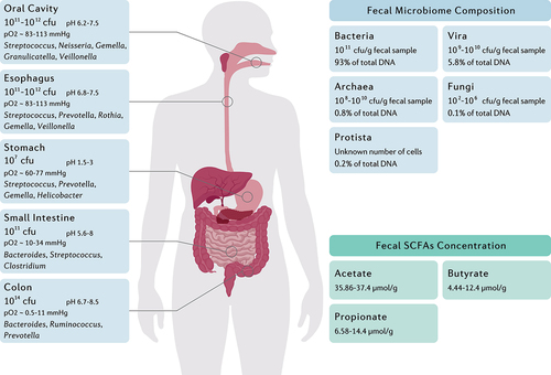 Figure 1. The main genera and total abundance of bacteria vary along the gastrointestinal tract. The colon is characterized by low levels of oxygen as well as the presence of enormous numbers and species of bacteria. On the other hand, the microbial composition and metabolite concentration of stool samples are distinguished from gut biopsies, in which the bacteria and the fungi constitute the majority and minority of total fecal DNA, respectively.Citation12–15 Fecal concentration of SCFAs are also demonstrated as they might be considered key regulators of the intestinal homeostasis.