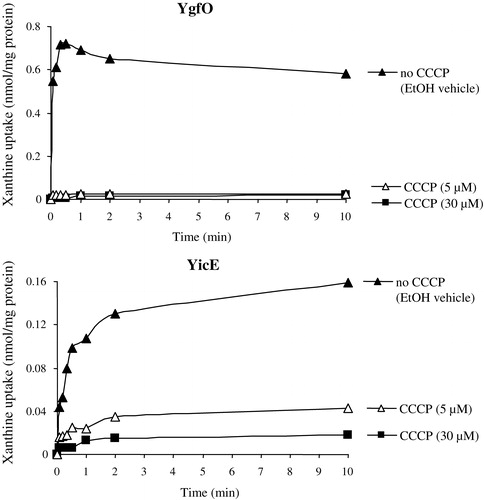 Figure 2. Xanthine uptake activities of YgfO and YicE. E. coli T184 harbouring pT7–5/ygfO (upper panel) or pT7–5/yicE (lower panel) was grown aerobically at 37°C in complete medium to mid-logarithmic phase, induced with IPTG (0.5 mM) for 2 h, and assayed for transport of [3H]xanthine (external concentration 1 µM), as described in Methods. Assays were performed in the absence (closed triangles) or presence of CCCP, 5 µM (open triangles) or 30 µM (closed rectangles); in all cases, control assays performed with T184 harbouring pT7–5 alone yielded values indistinguishable from the ones of YgfO or YicE treated with CCCP, 30 µM (closed rectangles).