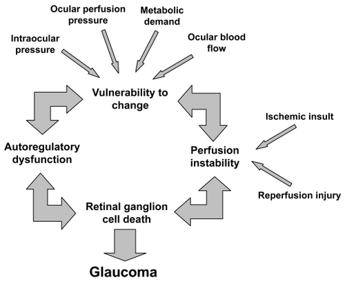 Figure 1 A conceptual representation of the contribution of autoregulatory dysfunction to glaucomatous damage of the optic nerve head.