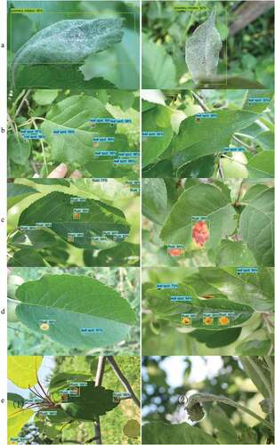 Figure 3. Visualized detection results of (A) powdery mildew, (B) Alternaria leaf spots, (C) rust disease, and (D) Alternaria leaf spots and rust disease in apple tree leaves using the FPN–ISResNet–Faster RCNN model. (E) Identification errors in the left image labeled with (1) and omissions in the right image labelled with (2).