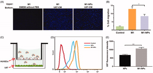 Figure 4. (A) Demonstration of M1 or M1-NPs migrates through transwell membrane pore toward U87 condition medium (left: negative control, M1 + DMEM without FBS; middle: M1 + U87-CM; right: M1-NPs + U87-CM). (B) Quantification of the migrated M1 or M1-NPs (n = 5). *p < .05 by one-way ANOVA test. (C) Schematic illustration of in vitro endothelial barrier model. (D,E) U87 fluorescence intensity was tested by FACS (n = 3). **p < .01 by Student’s t-test.