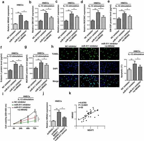 Figure 8. NEAT1 regulates IL-13-induced dysfunction of HNECs via miR-511/NR4A2 axis. (a) NR4A2 expression was detected by RT-qPCR in HNECs transfected with NC inhibitor, miR-511 inhibitor, miR-511 inhibitor+si-NR4A2. (b–g) The levels of GM-CSF, eotaxin-1, and MUC5AC were determined by RT-qPCR and ELISA in IL-13-treated HNECs transfected with NC inhibitor, miR-511 inhibitor, miR-511 inhibitor + si-NR4A2. (h and i) TUNEL and CCK-8 assays indicated the cell apoptosis and viability in IL-13-treated HNECs transfected with NC inhibitor, miR-511 inhibitor, miR-511 inhibitor + si-NR4A2. (j) NR4A2 expression was measured by RT-qPCR in HNECs transfected with pcDNA3.1, pcDNA3.1-NEAT1, pcDNA3.1-NEAT1+ miR-511 mimics. (k) Correlation analysis between NEAT1 and NR4A2 in nasal mucosal tissues from AR patients. *P < 0.05, **P < 0.01