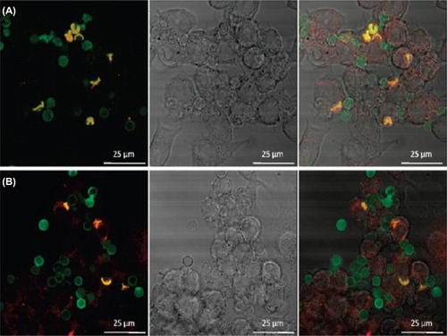 Figure 2. Confocal microscopy images of (A) cross-linked HA/PAH and (B) cross-linked HA/PLL capsules after 2h coincubation with RAW mouse macrophages. Capsules are stained green fluorescent using HA-Fluorescein isothiocyanate (FITC), while the cellular lysosomes are stained using Lyso Tracker Red. The left pane gives the overlay of the green and red channel, the middle pane is the Differential interference contrast (DIC) channel and the right pane is the overlay of green, red and DIC. Colocalization between the green and red channel is observed as a yellow/orange color. Reproduced with permission from reference (CitationSzarpak et al. 2010) Copyright American Chemical Society 2010.