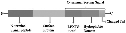Figure 3. The structure of the LPXTG proteins precursor. (The length of rectangle does not stand for the real length of peptide). The LPXTG proteins, anchored by SrtA, mostly harbor an N-terminal signal peptide and a C-terminal cell wall sorting signal consisting of the LPXTG motif, hydrophobic domain and a positively charged tail have been found in all pathogenic Gram-positive bacteria, besides the anchored protein section.