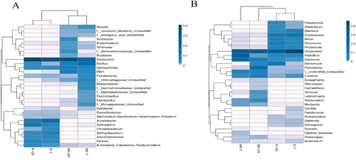 Figure 4. Heat map of bacterial (A) and fungal (B) species of the top 30 genera in soil samples.