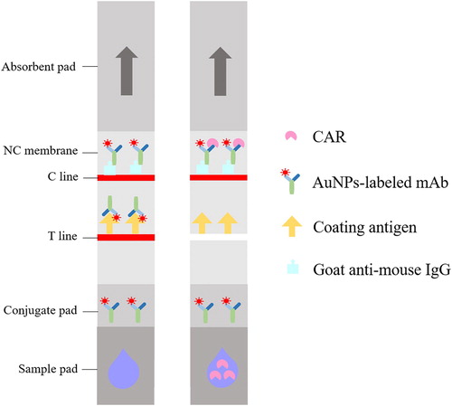 Figure 1. Schematic illustration of the immunochromatographic lateral flow strip test.