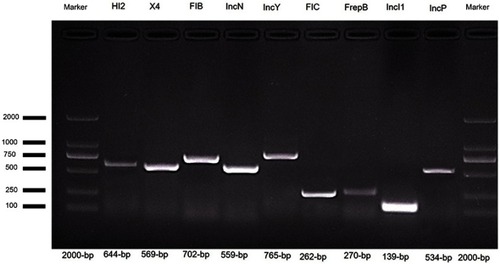 Figure 2 Detection of plasmid replicon types in multidrug-resistant E. coli using PCR assay.