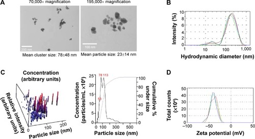 Figure 1 Physicochemical characterization of AgNPs.Notes: (A) Average cluster and particle size analyzed via TEM. (B) Hydrodynamic diameter of AgNPs (triplicate measurements) analyzed via DLS. (C) Hydrodynamic diameter of individual AgNPs analyzed by NTA. (D) Zeta potential of AgNPs analyzed via DLS (triplicate measurements).Abbreviations: AgNPs, silver nanoparticles; TEM, transmission electron microscopy; DLS, dynamic light scattering; NTA, nanoparticle tracking analysis.