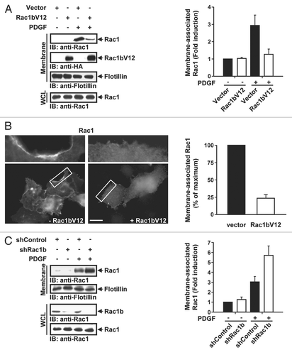 Figure 2 Rac1b inhibits Rac1 membrane recruitment. (A) HeLa cells transfected with vector or HA-tagged Rac1bV12 were serum-starved and PDGF-stimulated, then subjected to subcellular fractionation. Membrane-bound Rac1 and Rac1b were detected by immunoblotting (IB) with anti-Rac1 and anti-HA antibodies, respectively. Flotillin is a plasma membrane marker. Total Rac1 in whole cell lysates (WCL) was detected by IB with anti-Rac1 antibody. The levels of membrane-bound Rac1 were quantified by densitometry scanning and normalized to the levels of total Rac1. Quantification of membrane-associated Rac1 immunblots from three independent experiments are also shown (right). Results are the mean ± SD and are presented as the fold increase in membrane bound Rac1 relative to unstimulated vector. (B) Serum starved HeLa cells were co-microinjected with EGFP-Rac1 and vector (-Rac1bV12) or Rac1bV12. After 3 hours, cells were stimulated with PDGF (30 ng/mL) for 10 min, fixed and analyzed by fluorescence microscopy. Images shown represent a single 0.25 µm optical section. Plasma membrane localization is reflected by the relative increase in fluorescence intensity at the cell periphery. The entire cell periphery was observed and cells were scored as positive if at least 50% of the membrane periphery contained Rac1. The number of cells displaying plasma membrane localization of Rac1 is expressed as the percentage of the total number of cells expressing GFP-Rac1. Results are the mean ± SD of three independent experiments with at least 25 cells scored for each condition in each experiment. Scale bar represents 20 µm. (C) HeLa cells were transfected with pSuper constructs expressing scrambled shRNA (shControl) or shRNA targeting Rac1b (shRac1b). Cells were selected with blasticidin for 3 days and membranes were isolated by subcellular partitioning. Immunoblotting and quantification (right) were done as in (A). To detect Rac1 and Rac1b in WCL, 3% and 15%, respectively, of each sample was taken prior to subcellular partitioning and loaded on an SDS gel. Results are the mean ± SD of three independent experiments and are presented as the fold increase in membrane bound Rac1 relative to unstimulated shControl.