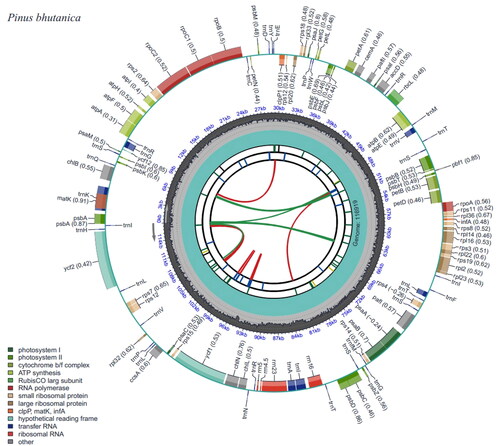 Figure 2. Genomic map of overall features of Pinus bhutanica chloroplast genome, generated by CPGView (Liu et al. Citation2023). The map contains six tracks by default. From the center outward, the first track shows the dispersed repeats. The dispersed repeats consist of direct and palindromic repeats, connected with red and green arcs. The second track shows the long tandem repeats as short blue bars. The third track shows the short tandem repeats or microsatellite sequences as short bars with different colors. The genome length and the GC content along the genome are shown on the fourth and fifth track, respectively. The genes are shown on the sixth track. Genes are color-coded by their functional classification.