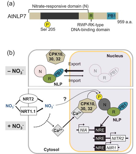 Figure 3. Molecular mechanism of nitrate-induced gene expression. (a) Structure of Arabidopsis NLP7. NLP proteins contain an amino-terminal conserved domain (indicated by dark gray), a DNA-binding RWP-RK domain, and a PB1 domain. The amino-terminal region to the RWP-RK domain is nitrate responsive. The conserved serine residue (Ser 205) of NLP7 is phosphorylated in response to nitrate supply. (b) Without nitrate, NLP7 is inactive and mostly resides in the cytosol due to active export out of the nucleus. Nitrate enters into cells through nitrate transporters (NRT1.1 and NRT2). Calcium-dependent protein kinases (CPK10, CPK30, and CPK32) are located at the plasma membrane, but nitrate supply stimulates their translocation to the nucleus and their activation through elevated cytosolic Ca2+. Ca2+-bound CPKs interact with NLP7 inside the nucleus and phosphorylate the conserved serine residue, leading to NLP7 accumulation in the nucleus. Activated NLP7 binds to the cognate DNA sequences (nitrate-responsive elements [NREs]) and promotes transcription of target genes, including NIA1 (nitrate reductase gene), NITR2 (plastidic nitrite transporter gene, Maeda et al. Citation2014), and NIR1 (nitrite reductase gene). The presence of a bifurcating pathway for nitrate signaling is also implicated.