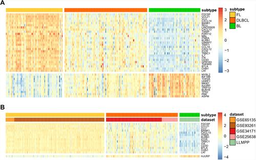Figure 2 Identification and validation of DEGs related to lymphoma aggressiveness. (A) Heatmap of 38 DEGs in the discovery cohort (GSE132929). (B) Heatmap of 15 DEGs in the testing cohorts. Each column represents a sample, and each row represents the gene expression level. Low expression is marked in blue, and high expression is marked in red.