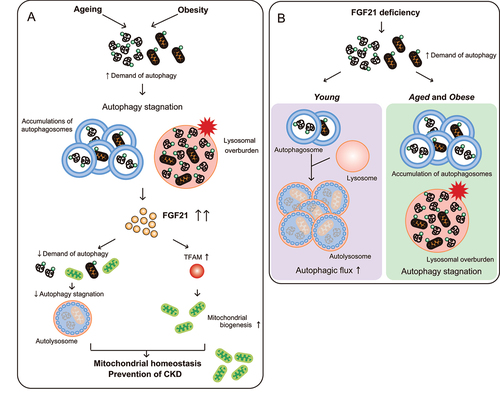 Figure 8. FGF21 is robustly induced by autophagy disturbance to protect against CKD progression during aging and obesity. (A) endogenous FGF21 is significantly induced under autophagy stagnation, and protects against age- and obesity-related CKD progression by alleviating autophagy stagnation and maintaining mitochondrial homeostasis. (B) There exists an apparent interaction between FGF21 and autophagy in PTECs; FGF21 deficiency increases the demand of autophagy, leading to the increased autophagic flux in young mice while autophagy is stagnated due to lysosomal overburden in aged and obese kidney.