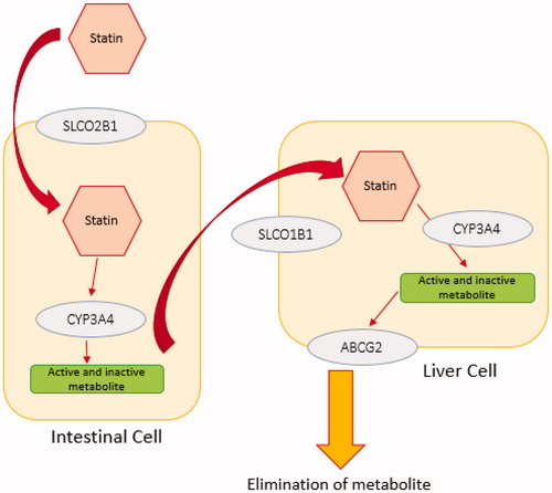 Figure 1. The simple schematic pathway for statin transporters. Statins undergo passive intestinal absorption and subsequently are taken up from the blood stream into the liver by members of solute carrier transporter family (SLCO1B1, SLCO1B3, SLCO2B1). Statins are metabolised by phase I and II enzymes and eliminated via efflux transporters mediated biliary excretion. Different enzymes are involved in phase I statin metabolism such as CYP3A4. Elimination of statins is carried out by members of the efflux family transporters ABCB1, ABCC2, ABCG2 or ABCB11. Statin metabolism and elimination take place primarily in the liver and to a lesser extent in the kidney.