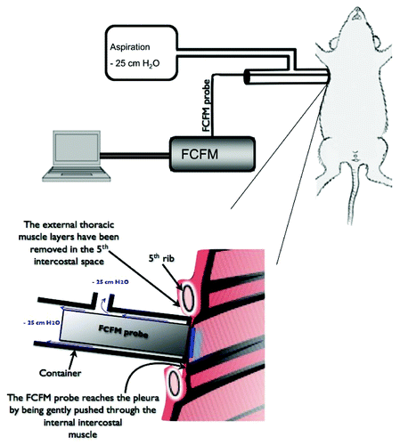 Figure 1. Fiberd confocal fluorescence microscopy (FCFM) associated to a continuous aspiration system to assess the subpleural microcirculation in spontaneously breathing animals. The FCFM probe is sealed into a cylindrical chamber that is connected to an aspiration device (vacuum pump) providing a continuous depression of 25 cm H2O into the chamber. The extremity of the chamber, where the probe-tip emerges, is sealed to the lateral thoracic wall. The chest had been surgically prepared by removing the thoracic muscles layers up the internal intercostal muscle. The probe is then applied through the last muscle onto the pleural surface.