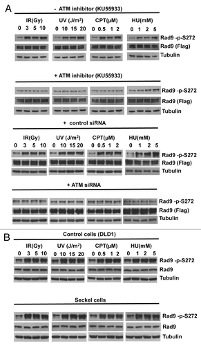 Figure 1. Rad9Ser272 is phosphorylated in an ATM-dependent manner. (A) Rad9Ser272 is phosphorylated in response to DNA damage. Rad9 becomes phosphorylated at Ser272 in response to IR, UV, CPT (6 h) and HU (1 h) and phosphorylation is inhibited by an ATM specific inhibitor KU55933 (10 µM) (left panel) and ATM specific siRNA (right panel). (B) Rad9Ser272 phosphorylation is not affected in ATR-Seckel cells after damage.