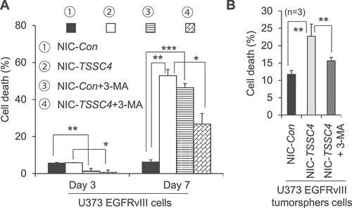 Figure 14. Effects of TSSC4 knockout on cell death during prolonged growth in the absence and presence of 3-MA in U373 EGFRvIII cells. (A) Cell death in monolayer cells. The starting number of cells on day 0 was 0.2 × 106. The autophagy inhibitor 3-MA (2 mM) was added on day 0 and day 4 for the cell death assays on day 3 and day 7, respectively. (B) Cell death in tumorspheres. The autophagy inhibitor 3-MA was added on day 2 of tumorsphere growth. Cell death was measured by trypan blue staining. TSSC4 knockout was demonstrated in Figure 9C.