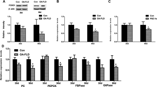 Fig. 5. Liver gluconeogenesis was inhibited at 90 days and showed no significant difference at 30 days in the NAFLD group. The protein and gene expressions involved in liver gluconeogenesis were measured by qRT-PCR and Western blotting, respectively. (A) The protein expression of FOXO1 and (B) gene expressions of FOXO1, (C) PGC1-α, (D) PEPCK, G6Pase, FBPase and PC.