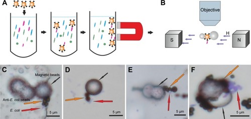 Figure 7 Illustration of the Escherichia coli experiments.Notes: (A) Magnetic separation combined with (B) the magnetic flocculation-based signal amplification. (C–F) Optical microscopy images show the application of the method on E. coli samples. E. coli stained with violet color and indicated with red arrows. The black arrow indicates the ferromagnetic bead and the orange arrow indicates the magnetic beads coated with anti-E. coli antibody (anti-E. coli bead). (C and D) After sample naturally dried and magnets removed. (E) Sample is wet and magnetic particles are aligned along the external magnetic field. The E. coli capture beads are in dark brown (shown by orange arrow) and 8 μm ferromagnetic beads are silver (shown by black arrow). (F) Many bacteria around beads showing specific and nonspecific binding.Abbreviations: H, applied external magnetic field; S, magnet’s south pole; N, magnet’s north pole.