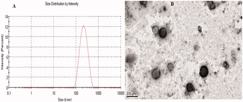 Figure 4. Showing the (A) particle size distribution graph and (B) TEM image of the optimized LL-PG-BLs-opt.