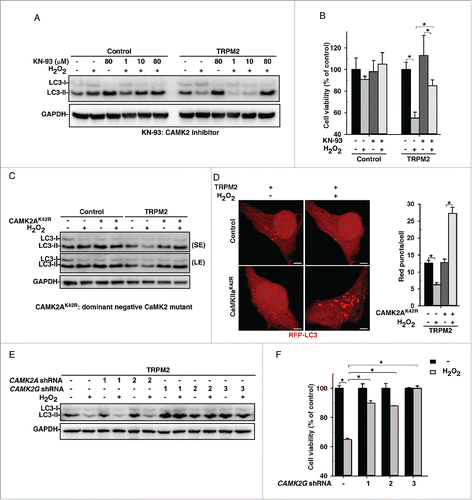 Figure 4. CAMK2 is required for ROS-TRPM2-Ca2+-mediated autophagy inhibition. (A) Treatment with KN-93, a CAMK2 inhibitor, rescued the H2O2-mediated decrease in LC3-II in TRPM2-expressing HeLa cells. (B) Treatment of cells with KN-93 (80 μM) significantly inhibited H2O2-induced cytotoxicity in TRPM2-expressing HeLa cells. (C) and (D) Expression of a dominant-negative form of CAMK2A, CAMK2K42R, rescued the H2O2 (75 μM)-mediated decrease in LC3-II (C) and induced the formation of RFP-LC3-II puncta (D) in TRPM2 expressing HeLa cells. Quantification of red puncta/cell is expressed as mean ± SD, n = 3 (total 30–40 cells), *P < 0.05. Scale bar: 5 μm. (E) and (F) CAMK2G knockdown rescued the H2O2 (75 μM)-mediated decrease in LC3-II (F) and significantly alleviated H2O2-induced cytotoxicity in TRPM2-expressing HeLa cells (G).]
