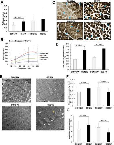 Figure 2 CS exposure caused functional and ultrastructural changes in diaphragm muscles. Fatigue index (A) and force–frequency curve (B) were measured to indicate diaphragm muscles functional changes post-CS exposure. The fatigue index of the CS12W group was significantly increased vs the CON12W group, while no significant change was observed in the CS24W group. Twenty-four weeks of CS exposure caused a marked downward shift vs CON24W, while 12 weeks of CS exposure failed to cause significant change in the force–frequency curve. (C) Distinguish of diaphragm fiber types was conducted by ATPase stains. Dark-stained fibers were type I fibers (blue arrow), and light-stained fibers were type II fibers (blue arrow head). (D) The proportions of type I fibers in diaphragm fibers were measured. CS groups exhibit an increased proportion of type I fibers and decreased proportion of type II fibers compared with control groups. (E) The ultrastructure of diaphragm muscles was observed by TEM. CS caused blurred Z lines (white arrow), unclear structure, ruptured focal myofilament (yellow arrow); the visible giant mitochondria (white arrow head) was observed in the CS24W group. The changes in mitochondrial number (F) and volume (G) were measured. The diaphragm muscle from CS12W displayed a significant increase in mitochondrial number, while diaphragm muscle from CS24W exhibited a significant decrease of mitochondrial number. Additionally, the diaphragm muscle from the CS12W diaphragm displayed increased mitochondrial volume density compared to controls, whereas the CS24W group showed decreased Vv. Data presented as mean±SD, *P<0.05 vs control group; n=6 per group. Scale bar: 100 μm for C; 1 μm for E.