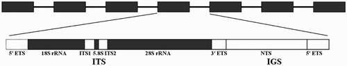 Figure 1. Eukaryotic ribosomal DNA structure.