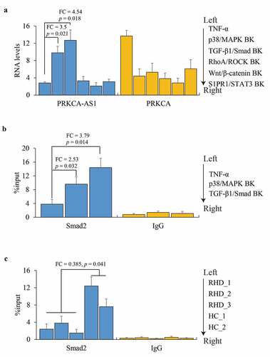 Figure 5. The role of p38/MAPK in regulating PRKCA-AS1 expression in RHD. (a) the RNA levels of PRKCA-AS1 and PRKCA in TNF-α-induced AC16 cells treated with inhibition of different signaling pathways. (b) Smad2 occupancy on PRKCA-AS1 in TNF-α-induced AC16 cells treated with inhibition of different signaling pathways. (c) Smad2 occupancy on PRKCA-AS1 in mitral valve of RHD. the given data from triplicate experiments was processed as mean ± standard error and compared by student’s t-test. ‘FC’: fold change; ‘BK’: blocking