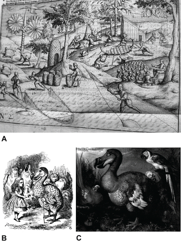 FIGURE 3. A, the earliest illustration of a dodo based on contemporary descriptions from the ‘Het Tvveede Boeck’ (1601) in a largely mythicized ecological context. Photograph by J.P.H.; B, the dodo in Lewis Carroll's ‘Alice in Wonderland’ (1865), illustrated by John Tenniel, was based on the dodo by Roelandt Savery; C, painting of the dodo by Roelandt Savery executed in ca. 1626 and held at the NHMUK, London. Photograph by J.P.H.