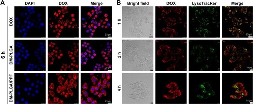 Figure 8 Cellular uptake and endosomal/lysosomal escape of nanocomposites by confocal laser scanning microscopy.Notes: (A) HeLa cells were treated with free DOX, DM-PLGA, and DM-PLGA/PPF for 6 h. (B) Endosomal/lysosomal escape of DM-PLGA/PPF nanoparticles incubated with HeLa cells at a DOX concentration of 5 μg/mL and 37°C for various time intervals.Abbreviations: DOX, doxorubicin; DAPI, 4,6-diamino-2-phenylindole; PLGA, poly(d,l-lactic-co-glycolic acid); PPF, PEI-PEG-FA; PEI-PEG-FA, polyethyleneimine premodified with polyethylene glycol-folic acid.