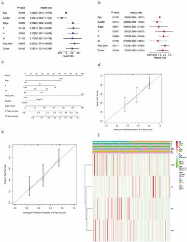 Figure 6. Screening the clinical characteristics and predicting prognosis. (a, b) Forest plot shown the result of the univariate and multivariate Cox regression analysis. (c) A nomogram based on age, T, N, risk score level, cluster, for predicting 3- and 5-year prognosis. (d, e) Calibration curve of nomogram for 3- and 5-year prediction. X-axis represents nomogram−predicted probability of overall survival and Y-axis stands for actual survival. The more the blue solid line fits the black dotted line, the better the prediction effect is. (f) Heatmap displayed the correlation between the four m6AIGs and the clinical characteristics and the risk score level